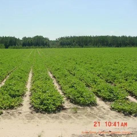 thumbnail for publication: Field Symptoms of Boron Toxicity and Deficiency in Florida Peanuts